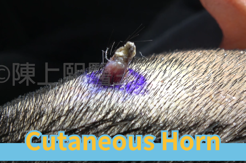 Read more about the article Cutaneous Horns: Causes, Diagnosis, and Treatment